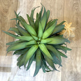 ユッカ・デスメティアーナ