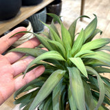 ユッカ・デスメティアーナ