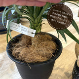 ユッカ・デスメティアーナ