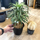 ユッカ・デスメティアーナ