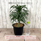 ユッカ・デスメティアーナ