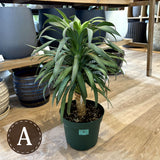 ユッカ・デスメティアーナ