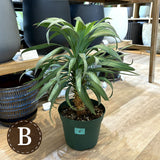 ユッカ・デスメティアーナ