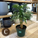 ユッカ・デスメティアーナ