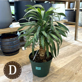 ユッカ・デスメティアーナ