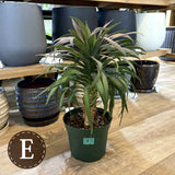 ユッカ・デスメティアーナ