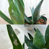 アガベ リュウゼツラン 5号 / アオ バリエガータ 斑入り