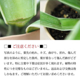 アガベ リュウゼツラン 5号 / アオ バリエガータ 斑入り