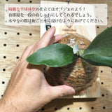 コウモリラン ビカクシダ 板付け
