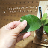 コウモリラン ビカクシダ 板付け