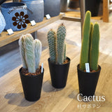 柱サボテン 4号(12cm) 選べるこだわりの品種!