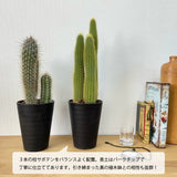 柱サボテン 4号(12cm) 選べるこだわりの品種!