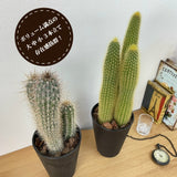 柱サボテン 4号(12cm) 選べるこだわりの品種!