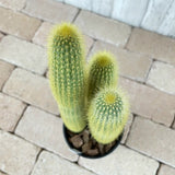 柱サボテン 4号(12cm) 選べるこだわりの品種!