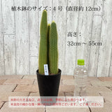 柱サボテン 4号(12cm) 選べるこだわりの品種!