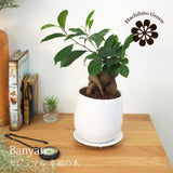 ガジュマル ホワイトポットアレンジ