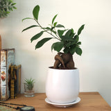 ガジュマル ホワイトポットアレンジ