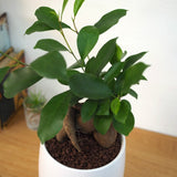 ガジュマル ホワイトポットアレンジ