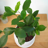 ガジュマル ホワイトポットアレンジ