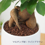 ガジュマル ホワイトポットアレンジ