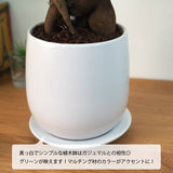 ガジュマル ホワイトポットアレンジ