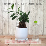 ガジュマル ホワイトポットアレンジ