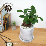 ガジュマル セメントポットアレンジ