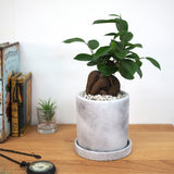 ガジュマル セメントポットアレンジ