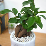 ガジュマル セメントポットアレンジ