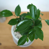 ガジュマル セメントポットアレンジ