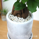 ガジュマル セメントポットアレンジ