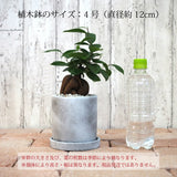 ガジュマル セメントポットアレンジ