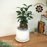 ガジュマル ステラポットアレンジ