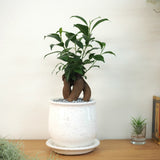 ガジュマル ステラポットアレンジ