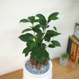 ガジュマル ステラポットアレンジ