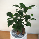 ガジュマル ステラポットアレンジ