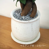 ガジュマル ステラポットアレンジ