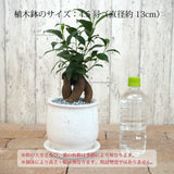 ガジュマル ステラポットアレンジ