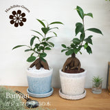 ガジュマル ツートンカラーポットアレンジ