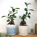 ガジュマル ツートンカラーポットアレンジ