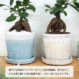 ガジュマル ツートンカラーポットアレンジ