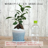 ガジュマル ツートンカラーポットアレンジ