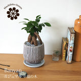 ガジュマル セメントボーダーポットアレンジ