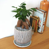 ガジュマル セメントボーダーポットアレンジ