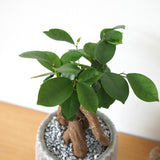 ガジュマル セメントボーダーポットアレンジ