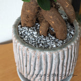 ガジュマル セメントボーダーポットアレンジ