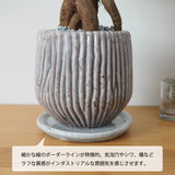 ガジュマル セメントボーダーポットアレンジ