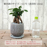 ガジュマル セメントボーダーポットアレンジ