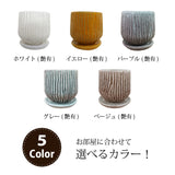 ガジュマル セメントボーダーポットアレンジ