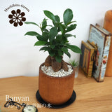 ガジュマル アカシアポットアレンジ